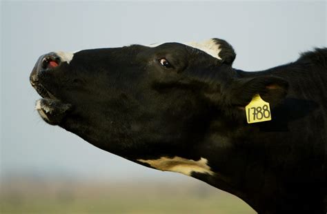 Cattle Are Auctioned In Shadow Of Mad Cow Scare New Country 1051