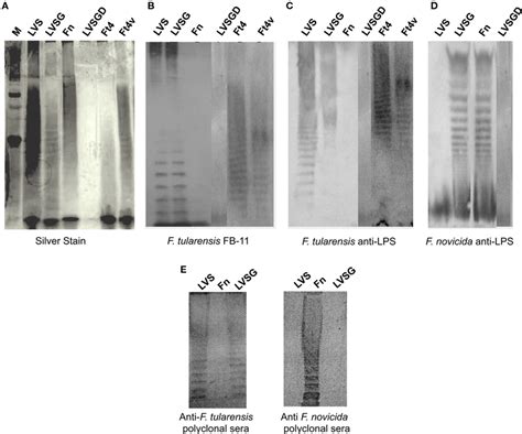 Lipopolysaccharide Analysis By Silver Staining And Western Blotting