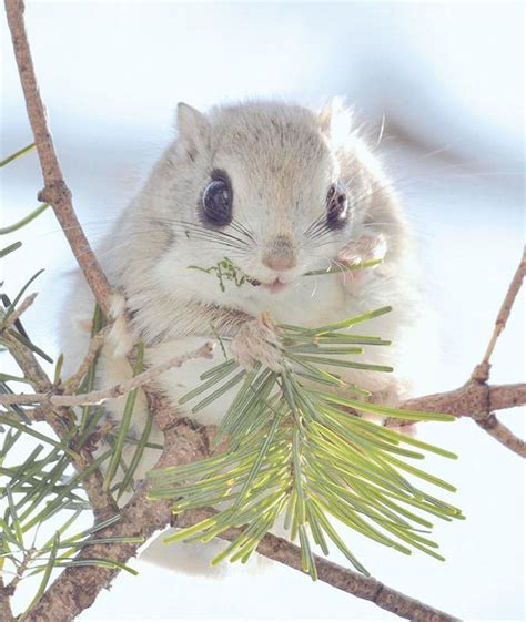Japan Hokkaido Flying Squirrel Image Abyss