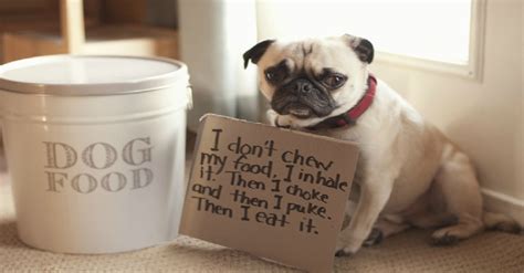 Hilarious These 17 Ill Behaved Pugs Just Got Shamed By Their Owners