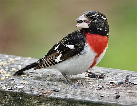Rose Breasted Grosbeak Male Pic For Today