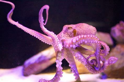 Octopus And Squid Evolution Is Officially Weirder Than We Could Have