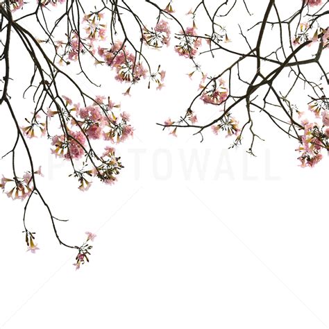 Cherry Blossom Drawing Wallpaper At Getdrawings Free Download