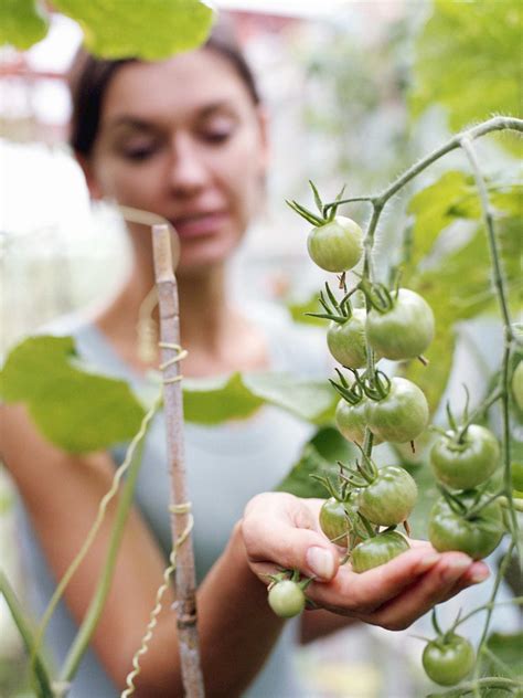 How To Plant Grow And Care For Tomatoes Hgtv