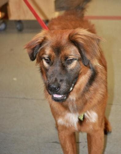 We'll be there for atlanta's animals through it. Chewy Leonberger Young - Adoption, Rescue | Leonberger ...