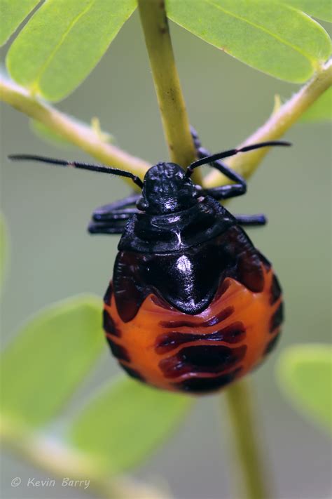 Florida Predatory Stink Bug 5th Instar Nymph Everglades National