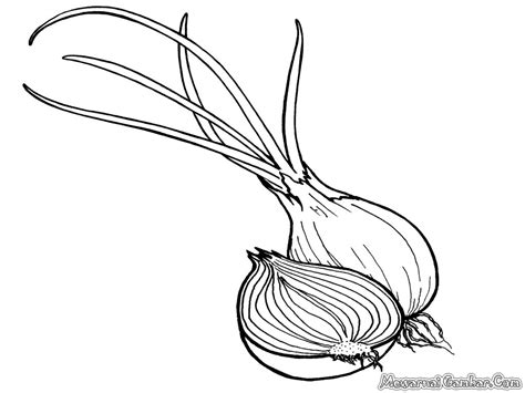 Kayu putih (melaleuca leucadendra syn. Mewarnai Gambar Bawang | Mewarnai Gambar
