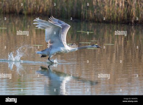 One Natural Mute Swan Cygnus Olor Takeoff Water Surface Spread