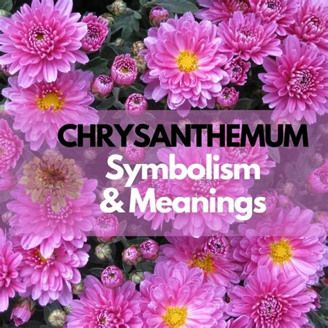 Chrysanthemum Flower Symbolism Meanings And History Symbol Genie