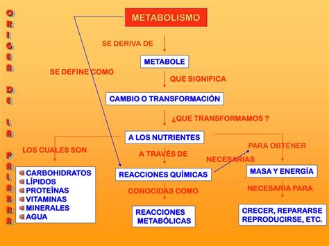 Ppt Metabolismo Mapa De Conceptos Powerpoint Presentation Free