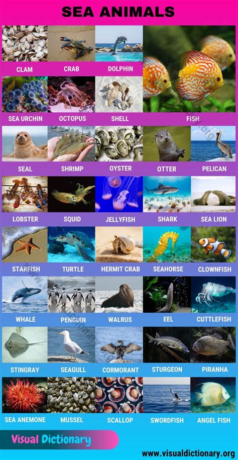 Sea Animals Interesting Set Of 35 Ocean Animals Names Visual