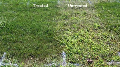 When Is The Best Time To Apply Crabgrass Preventer Weed Control In