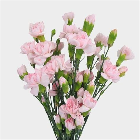 Light Pink Carnation Bouquet