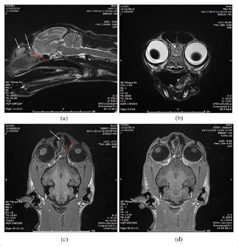 Mri Of A Nasal Dermoid Cyst With Intracranial Extension In A Cat The