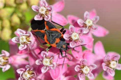 Red Milkweed Beetle Focusing On Wildlife