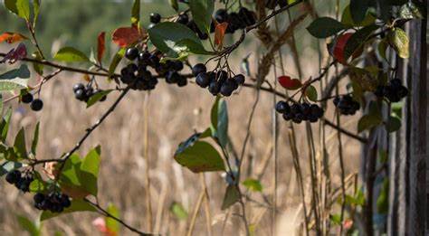 Черноплодная рябина диета Рябина черноплодная. Посадка, размножение, уход, сорта, фото на Рябина черноплодная. Посадка, размножение, уход, сорта, фото на Черноплодная рябина диета