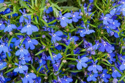 Small Blue Flowers Ground Cover