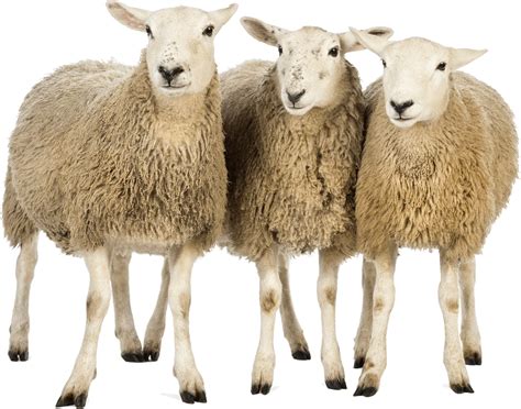 Collection Of Sheep Hd Png Pluspng