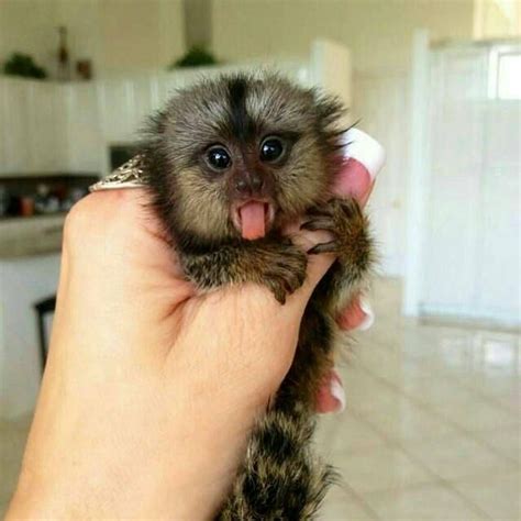 Baby Finger Monkey For Sale In Illinois Peepsburgh