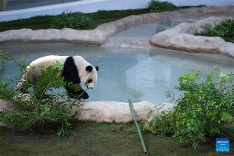 Chinese Giant Pandas Meet Public In Dohas First Panda House Ahead Of