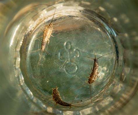 15 robaków które żyją w twoim domu Jak się ich pozbyć Deccoria pl