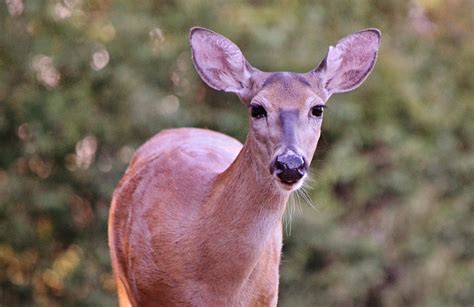 Female White Tailed Deer Photograph By Gaby Ethington