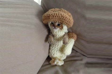 Pic Quite Literally The Cutest Photo Of A Cat Dressed As A Mushroom