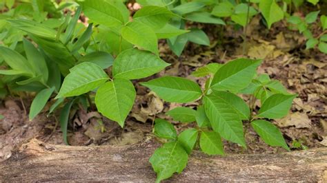 How To Avoid Poison Ivy While Hiking And Camping