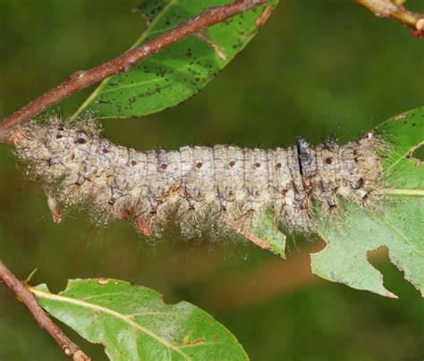 Caterpillar Tolype Bugguidenet