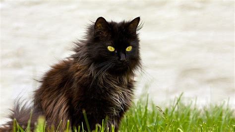 10 Black Cat Breeds The Fascinating World Of Felines