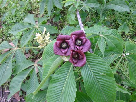 Pin By Diana Carlier On Trees Paw Paw Tree Edible Landscaping