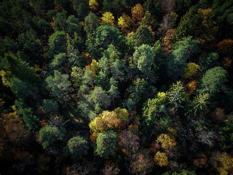Forest Landscape Aerial Photography Photograph By Nicklas Gustafsson
