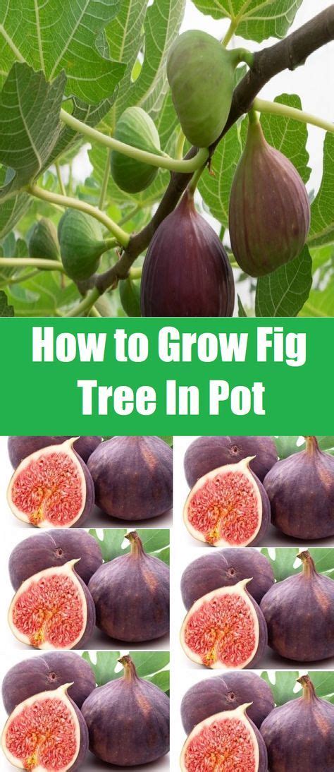How To Grow Fig Tree In A Pot Floridagardening Fig Tree Potted