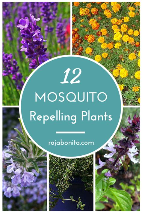 Dress Up Your Patio With These 12 Mosquito Repelling Plants Rojabonita