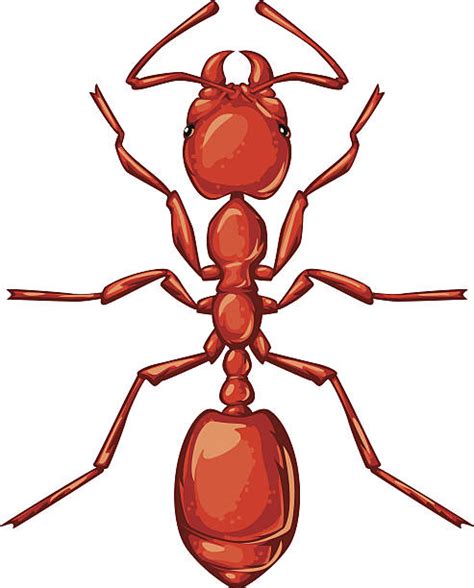 Red Ant Illustrations Royalty Free Vector Graphics And Clip Art Istock