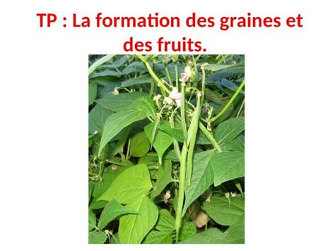PPT TP La Formation Des Graines Et Des Fruits Cycle De Vie Dune