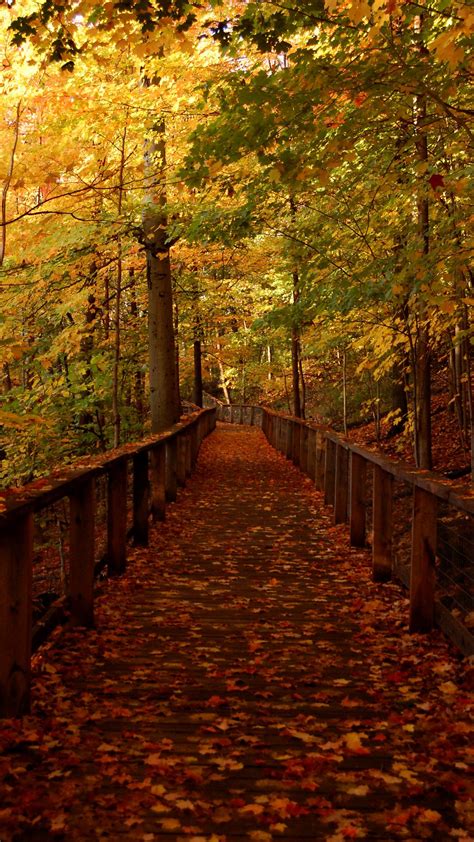Download Wallpaper 1080x1920 Bridge Forest Leaves Autumn Landscape
