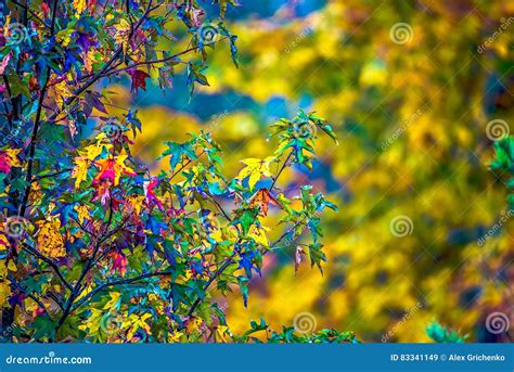 Autumn Leaves Decorate A Beautiful Nature Bokeh Background With Stock