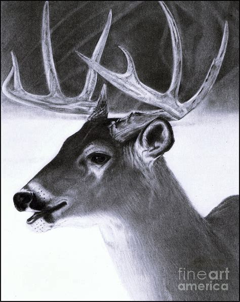 Realistic Pencil Drawing Of A Deer Drawing By Debbie Engel