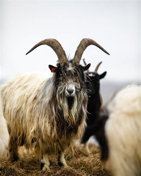 Inspired By Iceland On Twitter Goats Iceland Inspired By Iceland