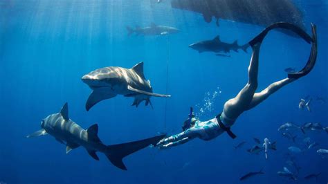 Shark Diving Photos And Video Florida Shark Diving