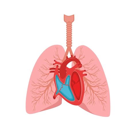 Premium Vector Heart And Lungs Internal Organs In A Male Human Body