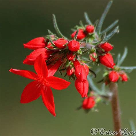 Flower Photography Red Wildflower Photo Nature By Naturevisionstoo 20
