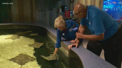 New Orleans Aquarium To Open Big New Touch Pool Oct 5