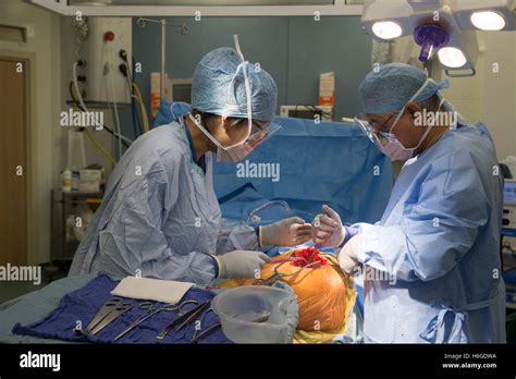 Orthopedic Surgeon Performing A Knee Joint Replacement Operation In A