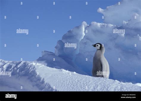 Emperor Penguins Aptenodytes Forsteri Squab Stock Photo Alamy