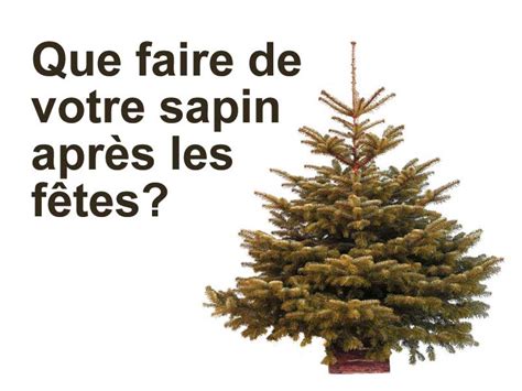 Sapins De Noël Communauté De Communes Terre De Camargue