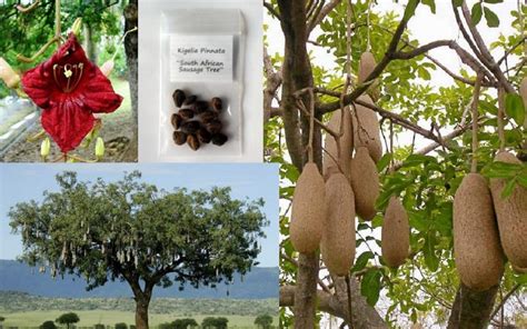 Sausage Tree Kigelia Africana Pinnata Seeds Fair Dinkum Seeds