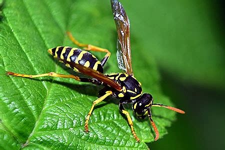 Paper wasps get their name from the type of material they use to make their nests which is a mixture of plant material and their saliva which looks and feels like if you are not totally sure, reach out to us and one of our pest control experts will help you to properly id the pest as well as offer you product. Aenean elit ipsum, vehicula ut turpis sit amet ...