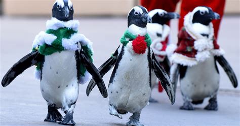 Christmas Penguins On Parade